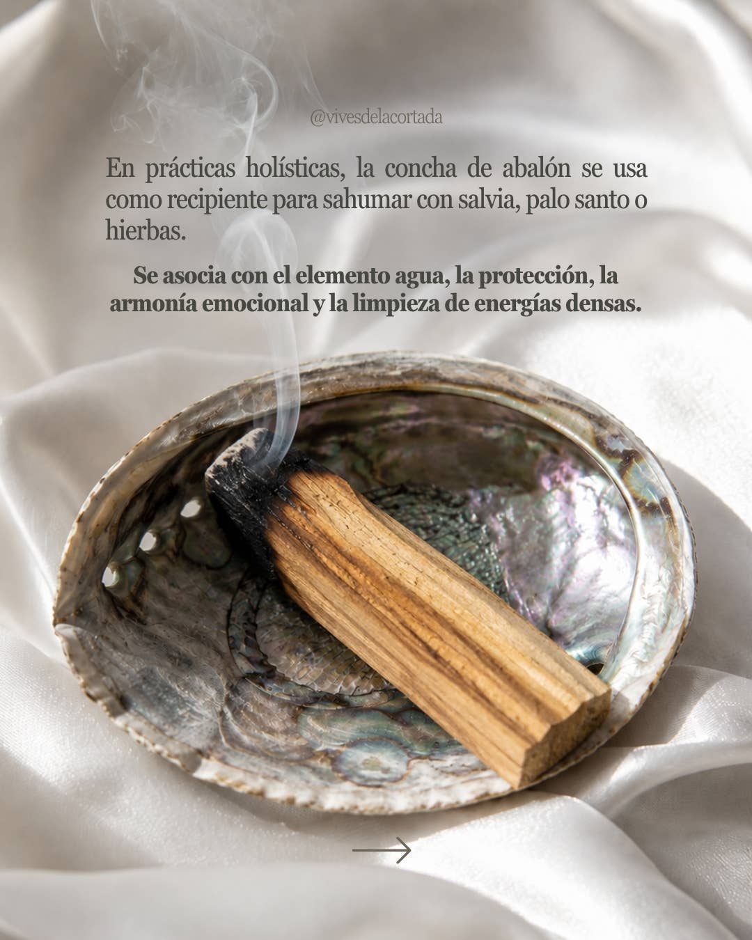 Vives de la Cortada S.L - Grande conchiglia di abalone
