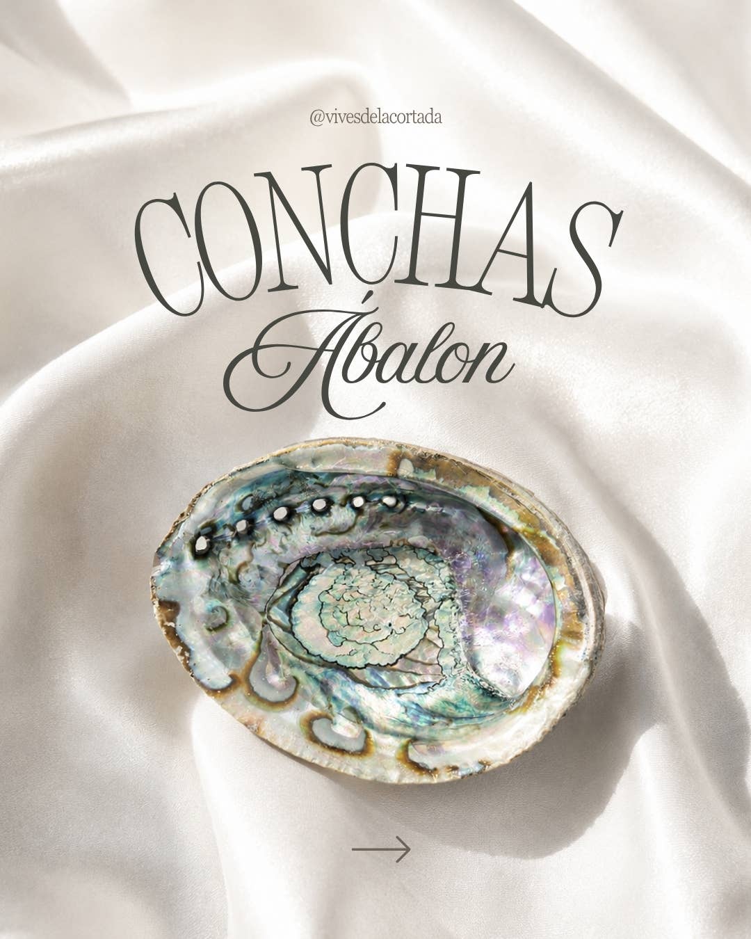Vives de la Cortada S.L - Grande conchiglia di abalone