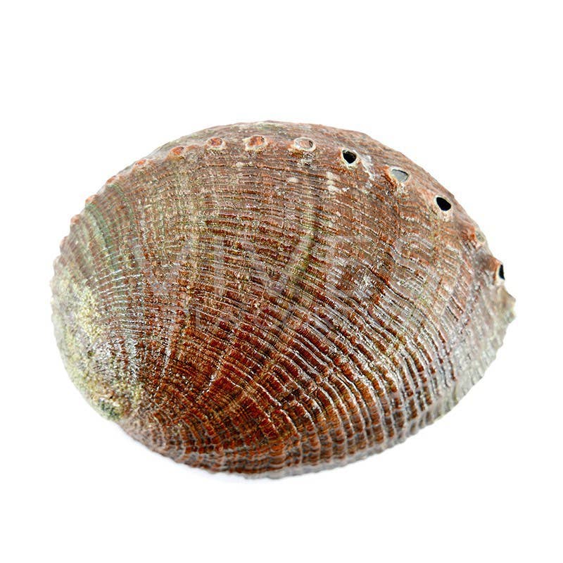 Vives de la Cortada S.L - Grande conchiglia di abalone