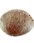 Vives de la Cortada S.L - Grande conchiglia di abalone
