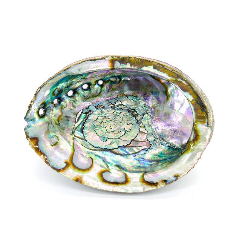 Vives de la Cortada S.L - Grande conchiglia di abalone