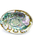 Vives de la Cortada S.L - Grande conchiglia di abalone