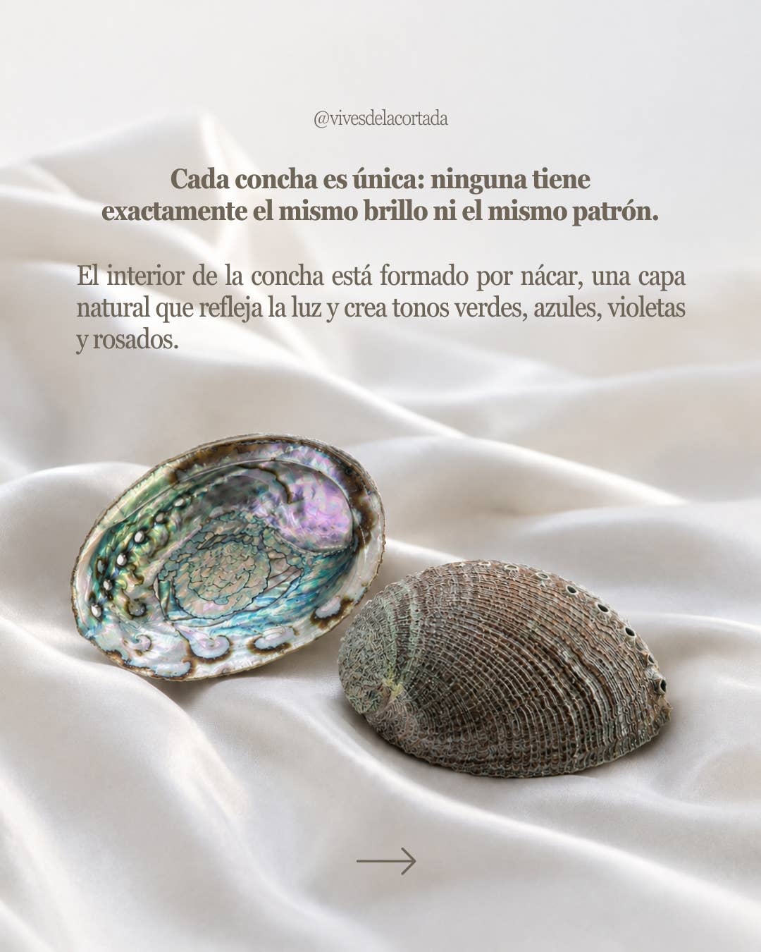 Vives de la Cortada S.L - Grande conchiglia di abalone